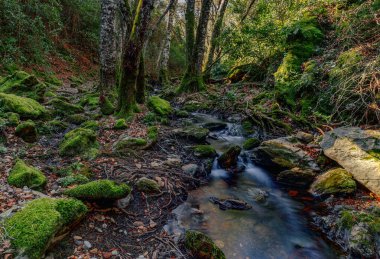 Ormanda güzel bir manzara. Dağ nehri yeşil ormandan akıyor..