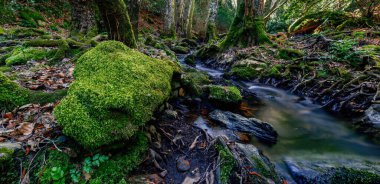 Ormanda güzel bir manzara. Dağ nehri yeşil ormandan akıyor..