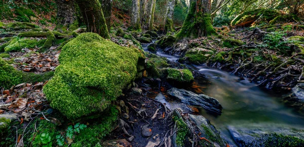 Beautiful Scene Forest Mountain River Flowing Green Forest — Foto Stock