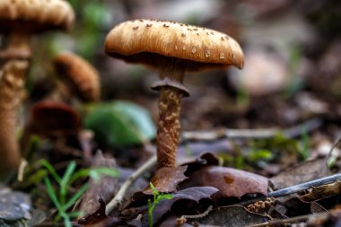 Sonbahar orman sahnesindeki mantarlar. Orman mantarlarının güzel yakın çekimi. Orman geçmişi. - Yakın çekim. Seçici odak.