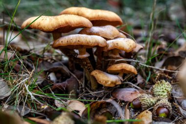 Sonbahar orman sahnesindeki mantarlar. Orman mantarlarının güzel yakın çekimi. Orman geçmişi. - Yakın çekim. Seçici odak.