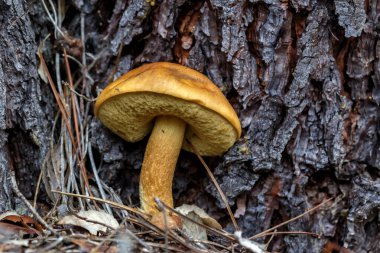 Orman sonbahar sahnesinde mantar. Orman mantarının güzel yakın çekimi. Orman geçmişi. - Yakın çekim. Seçici odak.