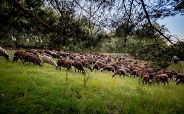 Yeşil çimenli bir çayırda koyun sürüsü. Yaz arka planında koyun sürüsü.