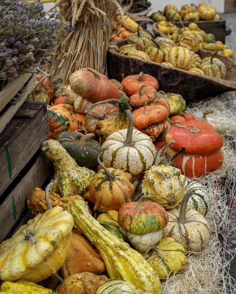 stock image Beautiful and different varieties of squashes and pumpkins. Autumn rustic scene. Selective focus. Closeup.