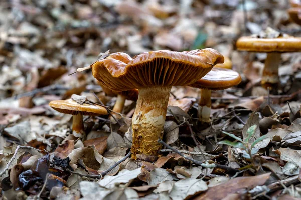 Beautiful Closeup Forest Mushrooms Forest Background Closeup Selective Focus —  Fotos de Stock