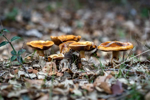 Beautiful Closeup Forest Mushrooms Forest Background Closeup Selective Focus — Photo