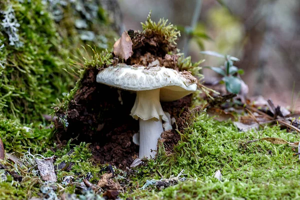 Gomba Őszi Erdei Jelenetben Gyönyörű Közelkép Erdei Gombáról Erdő Háttér — Stock Fotó