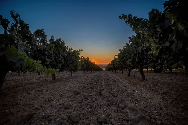 Beautiful Scenic Vineyard Sunset Sky Rows Grapes Summertime — Foto de Stock