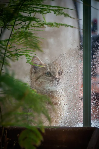 Katt Tittar Genom Fönstret Vid Regnet — Stockfoto