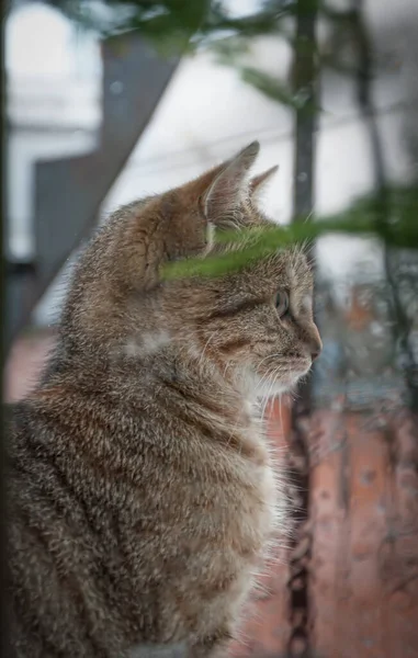 Γάτα Κοιτάζοντας Έξω Από Παράθυρο Στη Βροχή — Φωτογραφία Αρχείου