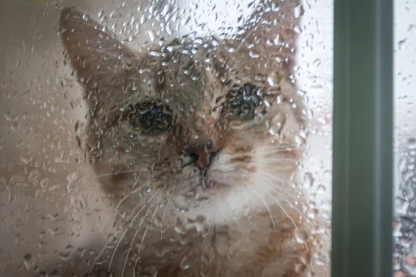 Katt Tittar Genom Fönstret Vid Regnet — Stockfoto