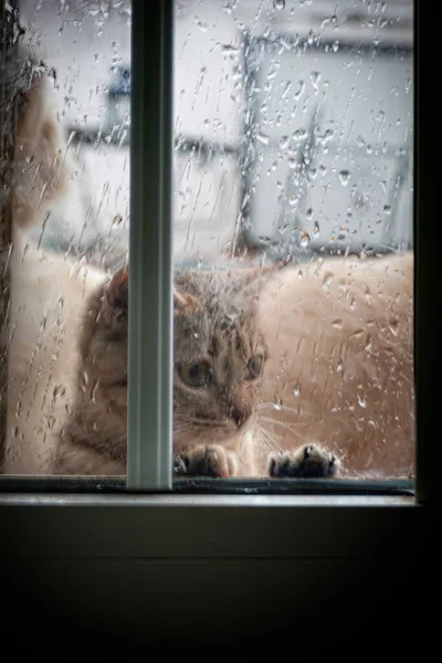 Cat Looking Out Window Rain — 스톡 사진