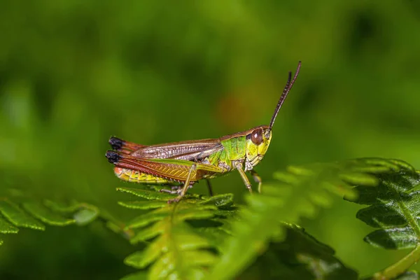 Multicolored Grasshopper Macro Closeup — Stock Photo, Image