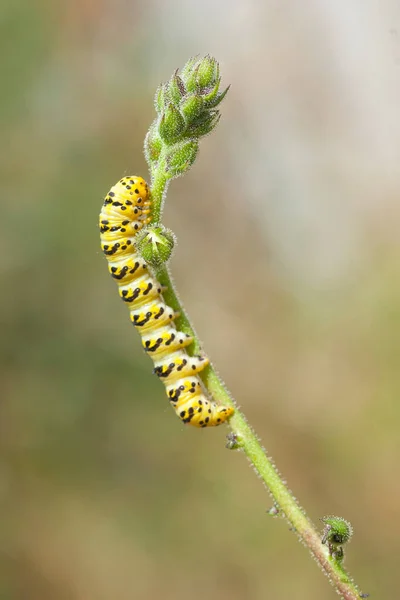 Caterpillar Crawling Green Twig — Stock Photo, Image