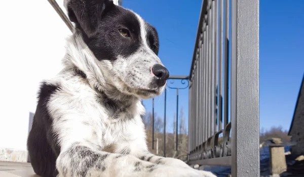 Stock image black and white dog close up portrait