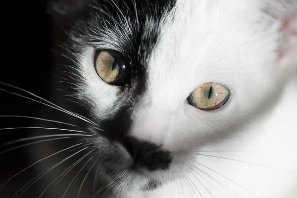 Кіт Чорному Тлі — стокове фото