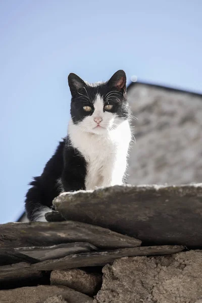 屋顶上的白猫和黑猫 — 图库照片
