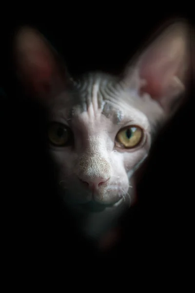 Umělecký Portrét Kočky Sphynx Černé Pozadí — Stock fotografie