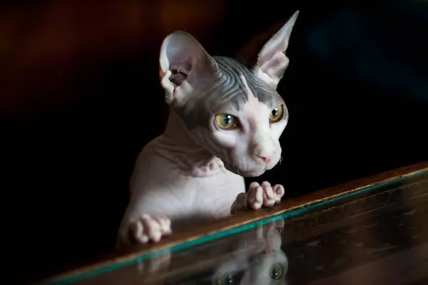 Кошка Сфинкс Отражается Стеклянном Столе Чёрный Фон — стоковое фото