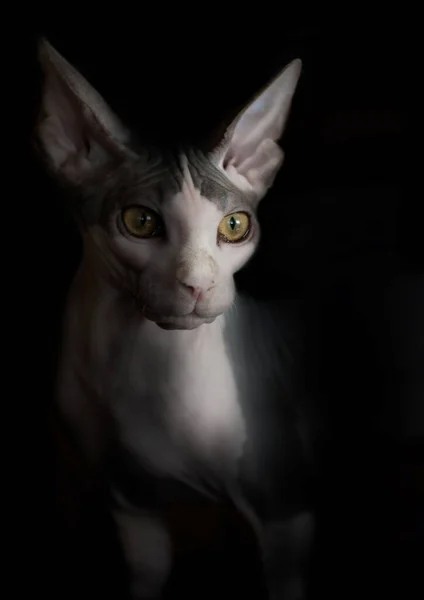 艺术风格的Sphynx猫肖像画黑色背景 — 图库照片