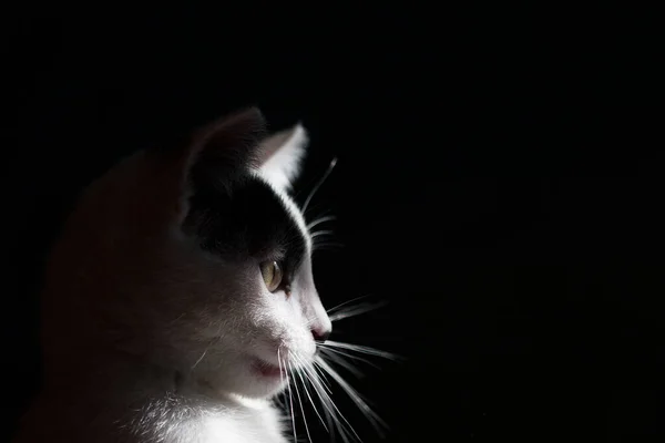 Svart Och Vit Katt Isolerad Svart Bakgrund Porträtt — Stockfoto