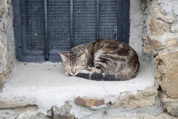 Γάτα Κοιμάται Στο Παράθυρο — Φωτογραφία Αρχείου