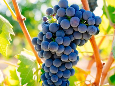 Kırmızı Şaraplık Şubesi