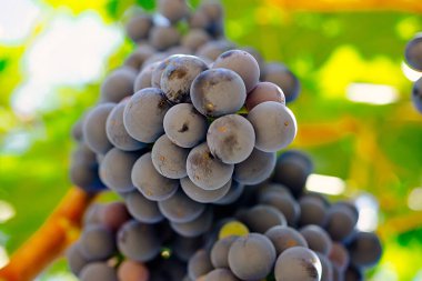Sarmaşıkta kırmızı üzüm. Tinta de Toro üzümü. Aşağıdan görüntüle
