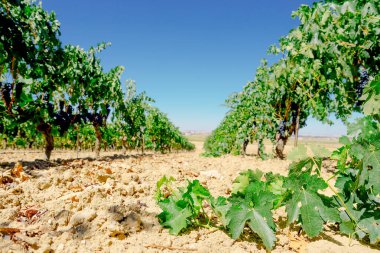 Bir yaz günü üzüm bağları.