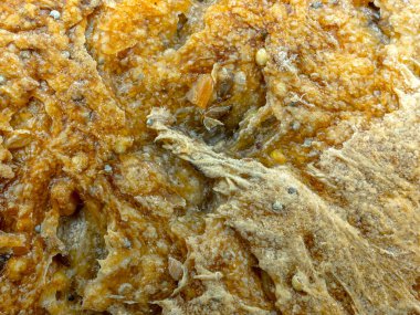 Ekolojik buğday ve çavdar ekmeği susam, keten ve ayçiçeği tohumlu.