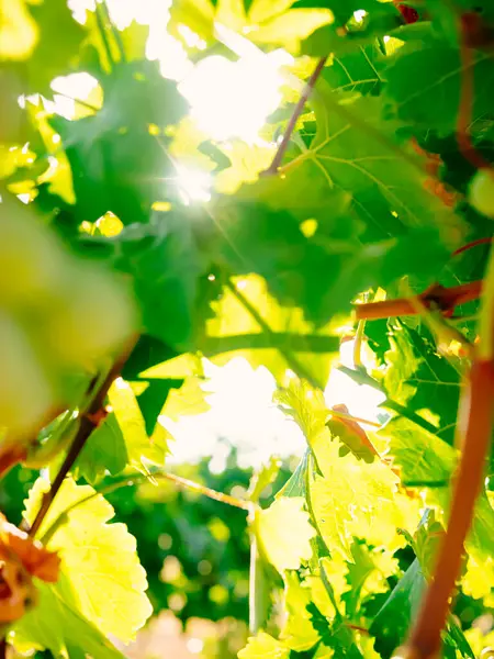 Grape Leaf Defocused Background Sun Rays — Stock Photo, Image