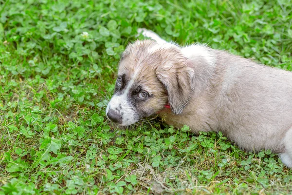 Portret Van Mastiff Puppy Liggend Het Groene Gras — Stockfoto