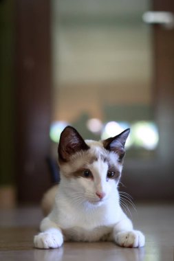 Arka planda güzel bir bokeh ile yerde yatan kedi..