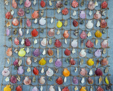 Renkli Deniz Kabuğu arka planı, farklı deniz kabukları koleksiyonu.