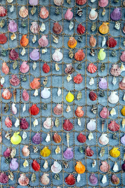 Bunte Muschel Hintergrund Sammlung Von Verschiedenen Muscheln — Stockfoto
