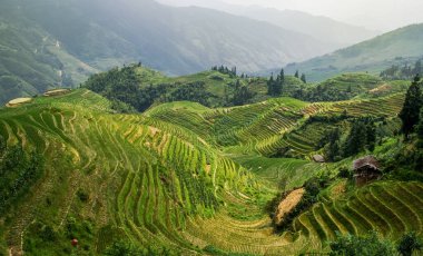 Longsheng 'deki pirinç tarlalarının manzarası. Guangxi, Çin.