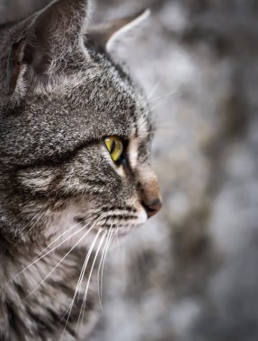 Güzel gri kedinin portresi. Yakından. Sarı gözlü kedi..