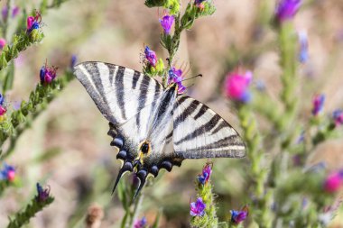 Avrupa Kırlangıç Kelebeği Papilio machaon