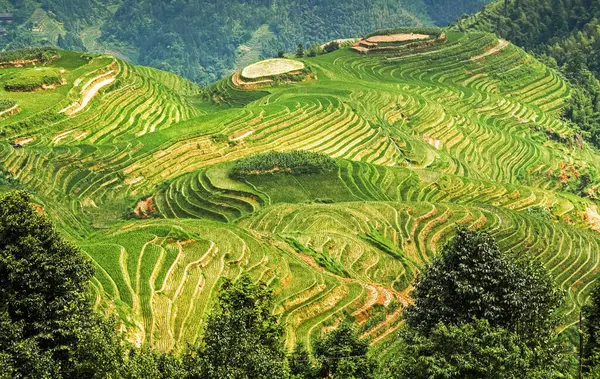 Longsheng Longji Rice Terrace Colonne Vertébrale Dragon Guilin Guangxi Chine — Photo