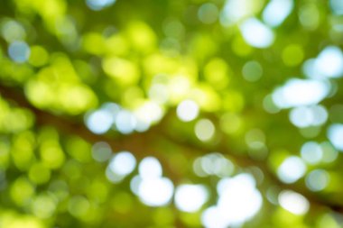 Taze bahar yeşili Bokeh arkaplanı bulanıklaştırdı.