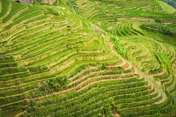 Beautiful Terraced rice fields (Dragon's Backbone) in Longsheng near town of Guilin, Guangxi, China.