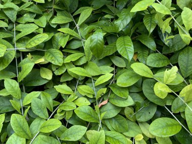 Yeşil yapraklı duvar çiti. Anjiosperms (Çiçek Tohumları) (Dicotyledon) Wrightia antidysenterica. Kıyametler.