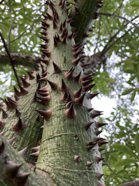 Ceiba ağacı, dikenli gövde. Ceiba Speciosa, Dikenli Ağaç, Mahmuz, Mallow bitkisi Türkiye. Yeşil, doğal, korkunç bir horoz ağacının kalın gövdesi keskin dikenleri ve dikenli dikenleri var..