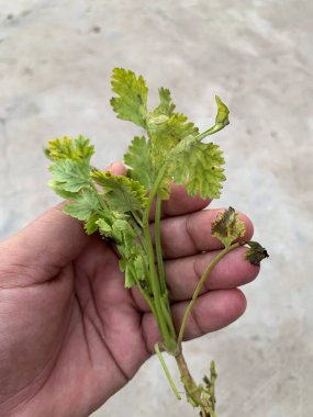 Elinde kişniş yaprakları tutan çocuk..