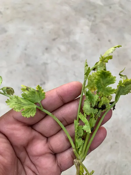 Boy holding coriander leaves in his hand.