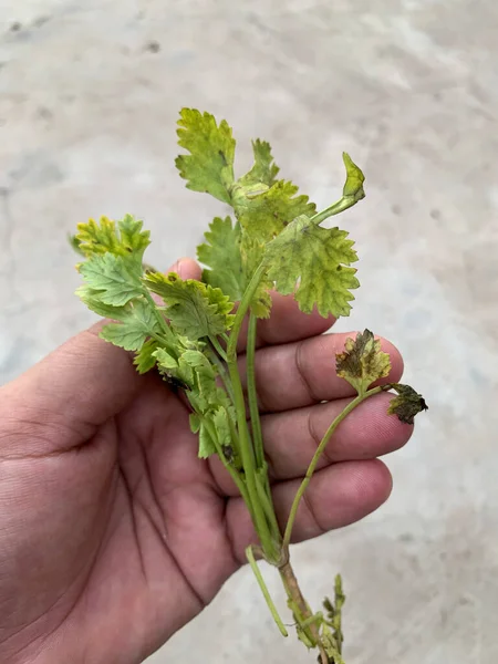 Boy holding coriander leaves in his hand.