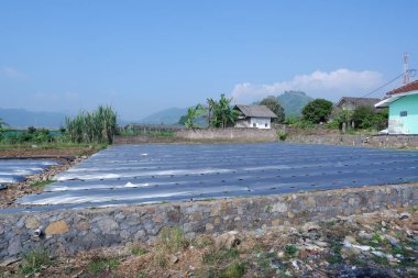 Tayland 'da yeşil pirinç