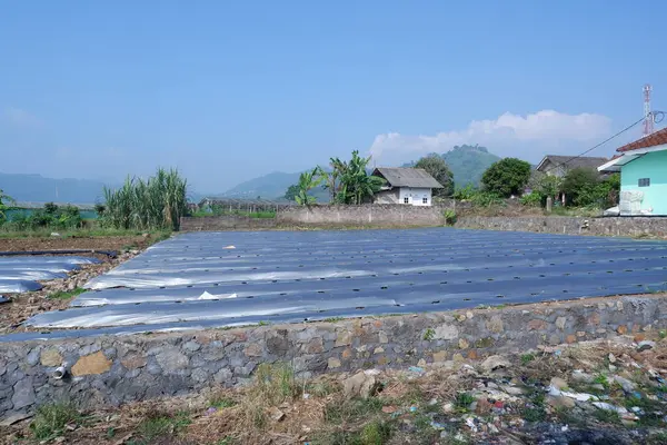 Tayland 'da yeşil pirinç