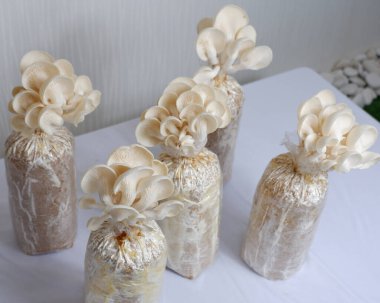 İstiridye mantarı ekimi egzotik mantar ürünleri için kullanışlı