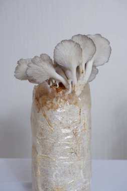 Techniques for Growing Fresh Oyster Mushrooms Perfect for Blog Articles clipart